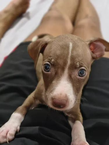 Vendo filho de Pitbull
