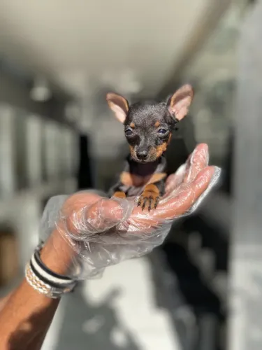Pinscher miniatura - Um Filhote para Amar por Toda a Vida