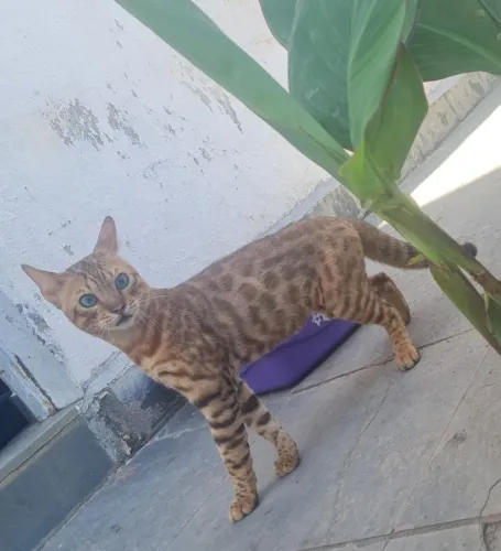 Gato Bengal 