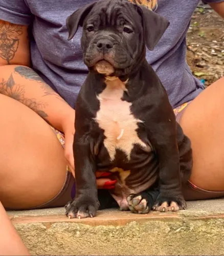American bully