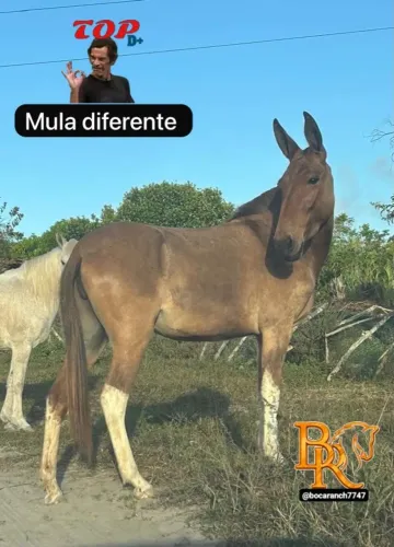 Mula