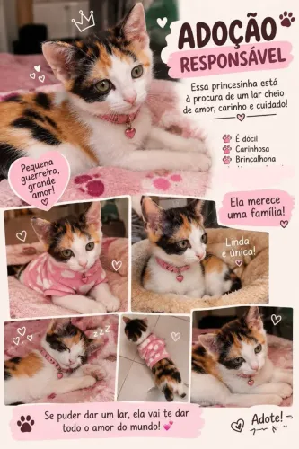 Gatinha para adoção