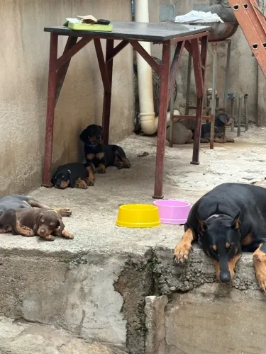 Doberman Americano