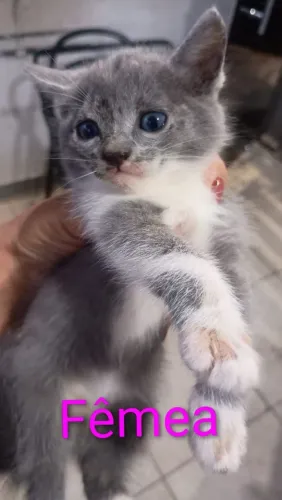 Gatinhos para doação