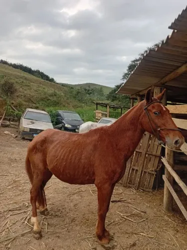 Cavalo marcha picada 