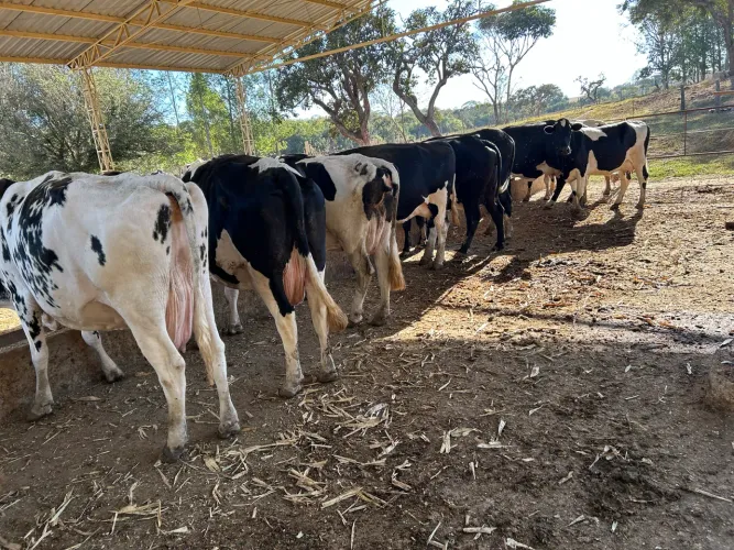 Vendo vacas de leite
