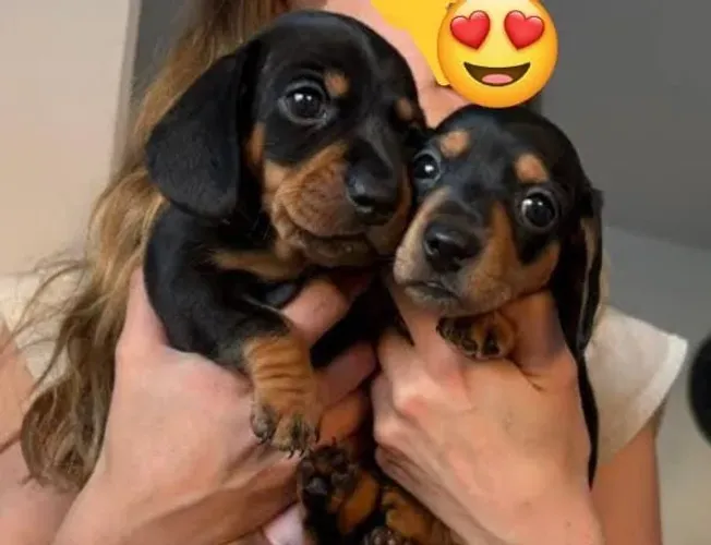 Dachshund Teckel Filhotes Queridinhos.