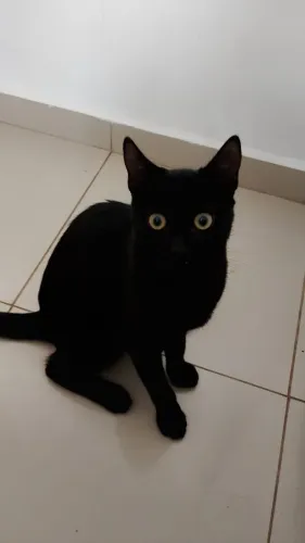 Doa-se Gato