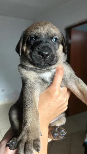 Filhotes de porte pequeno na Ceilândia