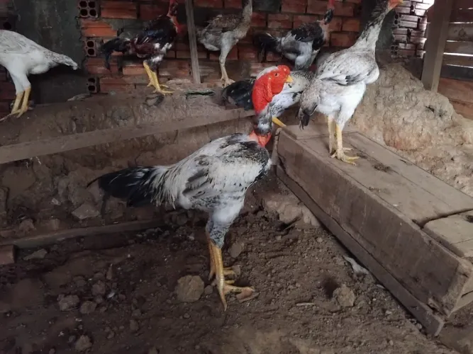 Galos e Galinhas Índio Gigante 