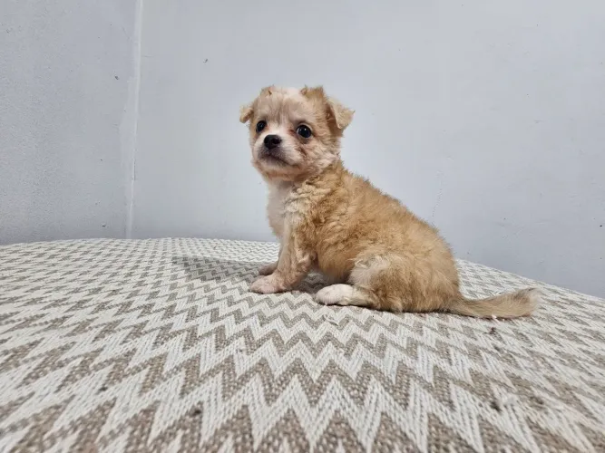 Chihuahua Macho pelo longo 10x 300