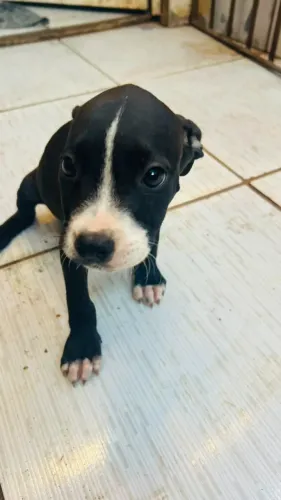 Vende-se filhotes de Pitbull