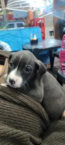 Filhote de pitbul