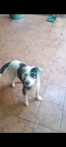 Doa-se esse cachorro em encontrado abandonado 