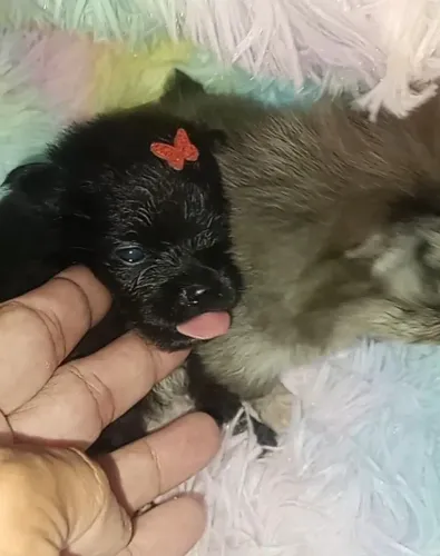 Spitz lindo bem pequenos vão fica