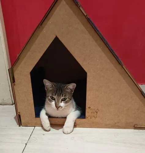 Casinha Para Pet com arranhador semi nova em Campo Grande