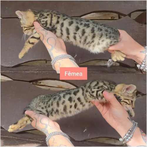 Filhotes de gato Bengal 