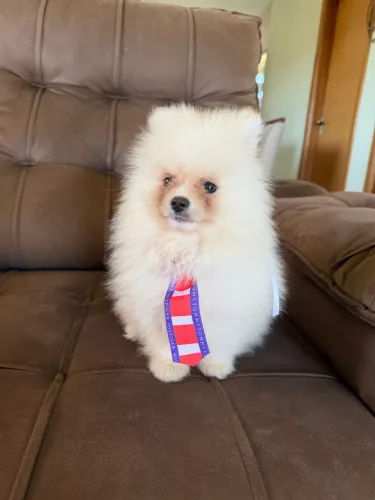 Spitz Alemão / Lulu da Pomerania