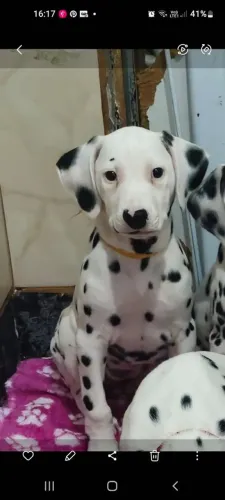 Filhote  de dalmata fêmeas com todas as  vacinas importada 