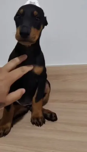 Filhotes de doberman com pedigree e microchipados 