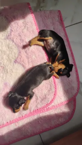 Pinscher fêmea zero