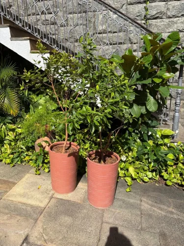 02 vasos manacá flor branca e rosa