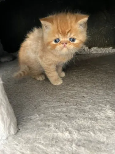 Gatos persa disponível para reserva