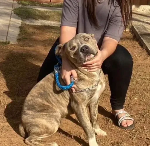 American Bully puro fêmea castrada