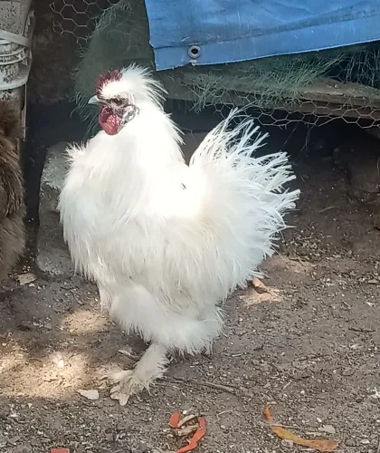 VENDA DE GALO