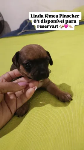 Filhotes de Pinscher
