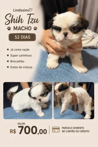 Shih tzu macho