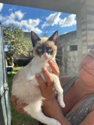 Gato