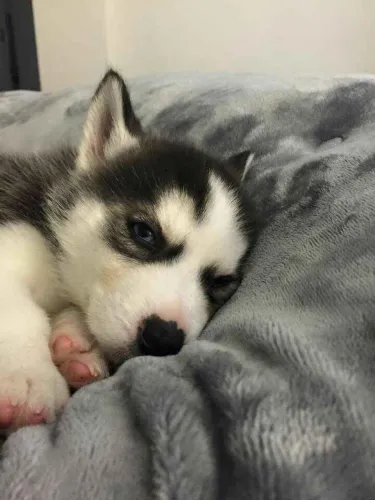 Filhote husky siberiano, Lealdade, carinho e diversão garantidos!