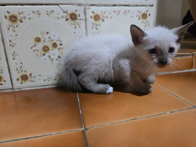 Doação de gatinhos
