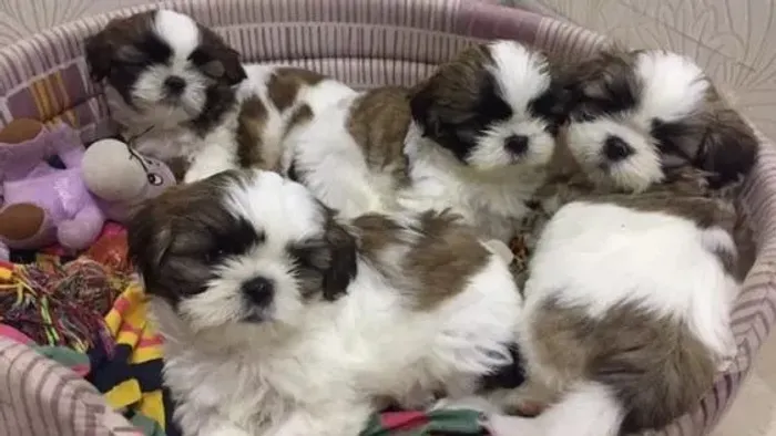 Filhotinhos Shih-Tzu Pequeno e Muito Fofo