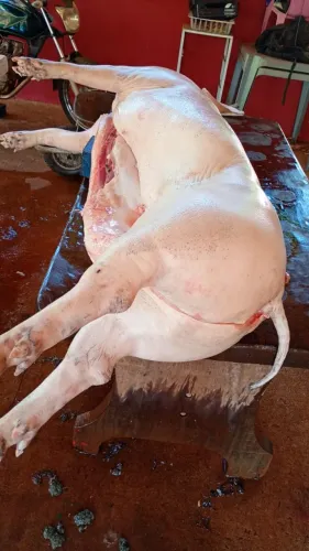 ? PORCO CAIPIRA LIMPO - R$ 20,00 O KG