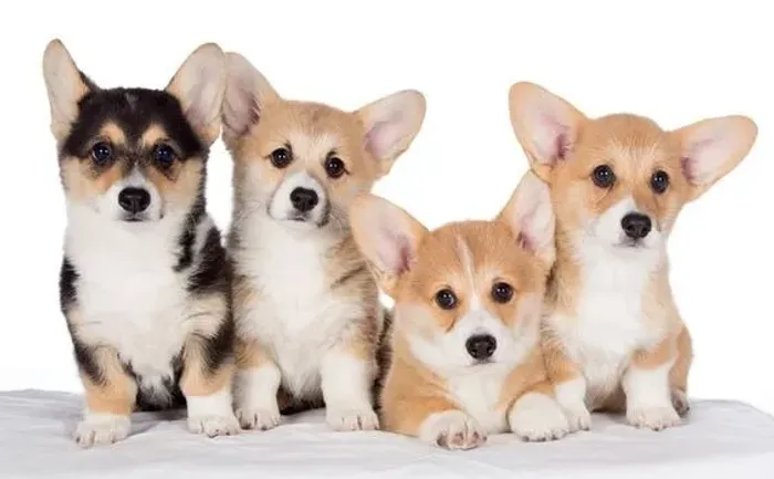 Corgi Pembroke Femeas e Machos