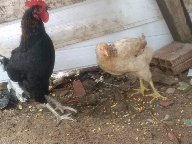 Patos galinhas coelhos a venda 