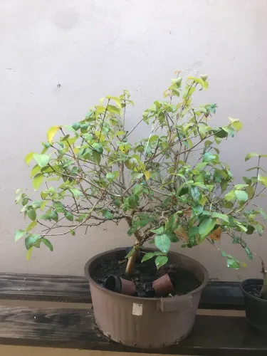 Pré bonsai pitan ga