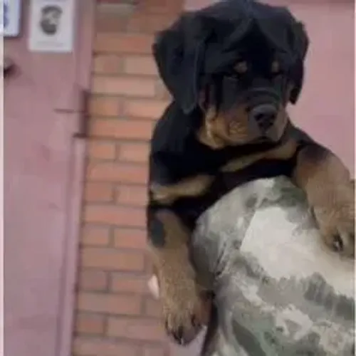 Rottweiler,Rottweiler Filhote com Forte Padrão da Raça e Ótimo Temperamento