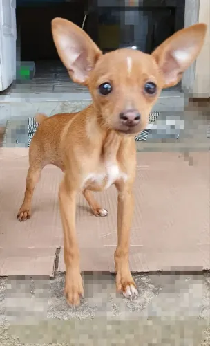Vendo pincher 