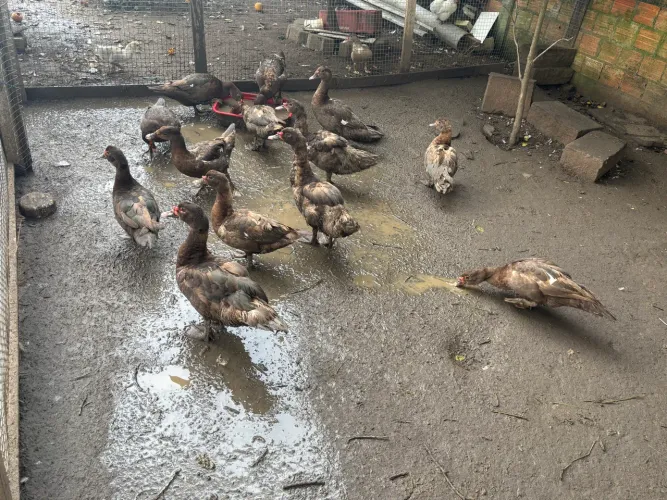 Patos chocolate jovens, fêmeas e machos 