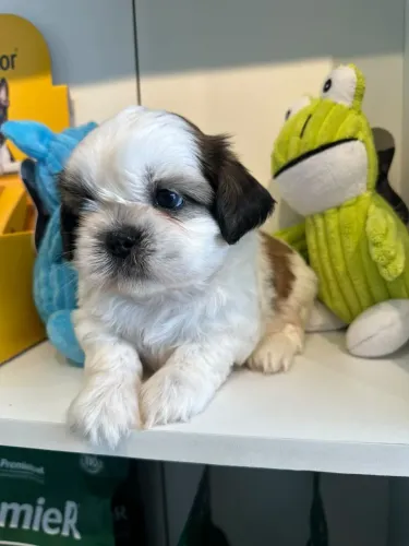 O.mais lindo shitzu macho