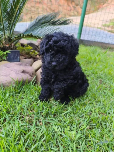 Poodle macho e fêmea toy black
