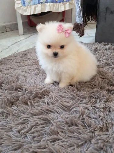 Spitz alemao anão