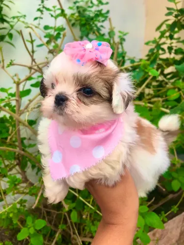 Shih Tzu fêmea com pedigree