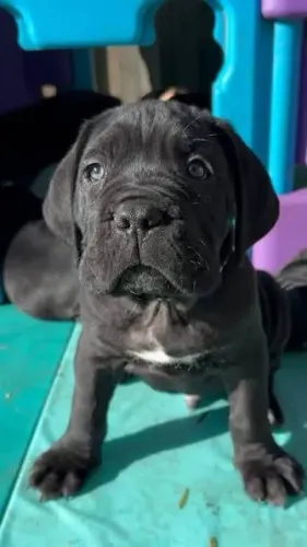 Cane corso filhotes 