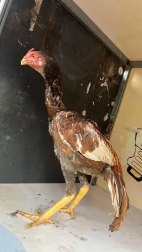 FRANGO ÍNDIO IODO...