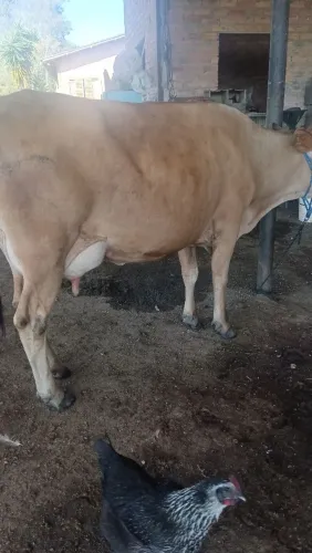Vaca Jerry prenha