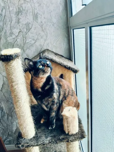DOAÇÃO DE GATINHOS